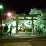 三島大社の夜桜ライトアップ