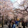 三嶋大社桜開花情報20120408